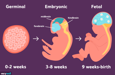 مراحل التطور الجنيني في الرحم خلال الحمل مراحل طور الجنين في الرحم كيف يتشكل الجنين قبل الولادة الطفل خلال فترة الحمل