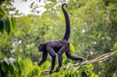 لماذا فقد البشر والقرود القدرة على نمو الذيل على خلاف كثير من أسلافهم؟ هل فعلًا ينمو لجنين الإنسان ذيل؟ المفتاح الجيني المرتبط بغياب الذيل البشري