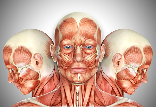 عضلات الوجه: التشريح والوظيفة وحالات الشلل المرافقة