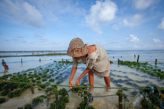 هل تُعد زراعة الأعشاب البحرية حلًا للجوع العالمي؟