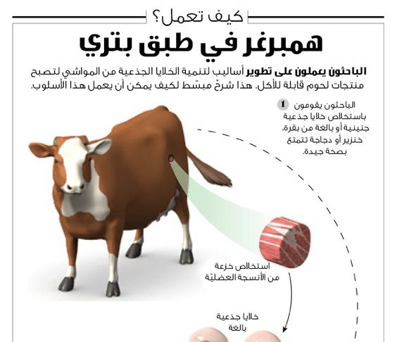 انفوجرافيك: همبرغر مصنوع في المختبر