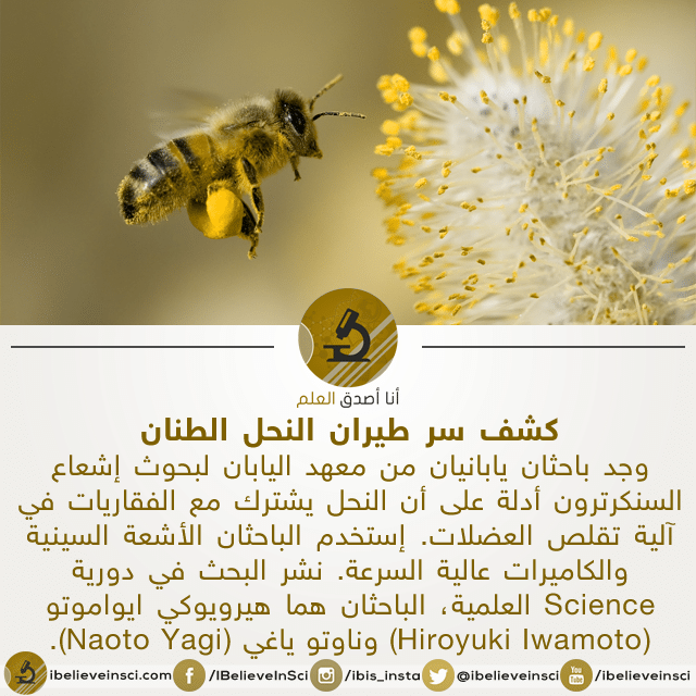 كشف سر طيران النحل الطنان