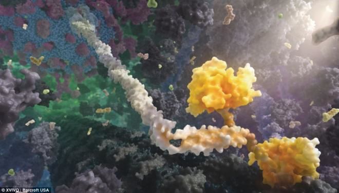 كيف تبني خلايانا البروتين؟