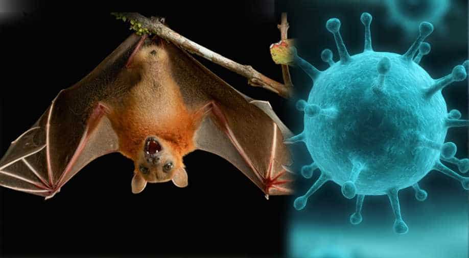 ما فيروس نيباه الذي يتخوف العلماء من تفشيه الآن في العالم - الفيروس الجديد الذي ينتشر في الصين - ظهور فيروس من الخفافيش - فيروس حيواني