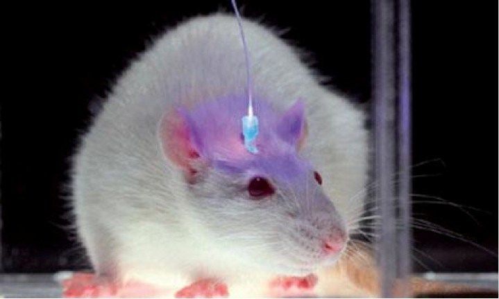 يمكن للمجالات المغناطيسية التحكم عن بعد بخلايا أدمغة الفئران