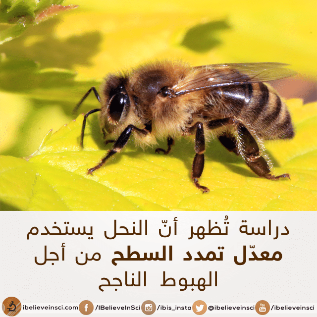 دراسة تُظهر أن النحل يستخدم معدل تمدد السطح من أجل الهبوط الناجح