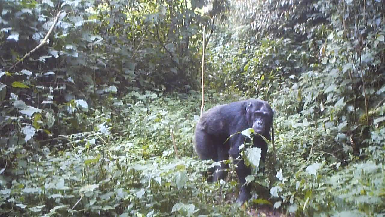 الكشف عن سلوك ديني غامض لقردة الشمبانزي