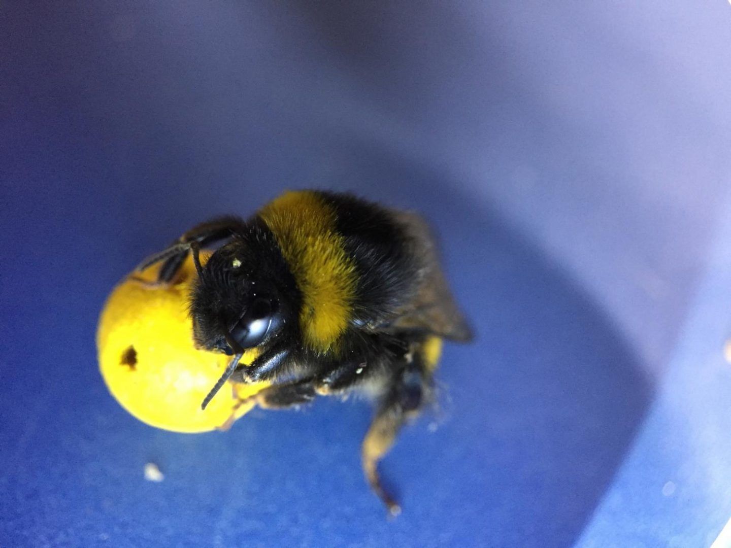 النحل يلعب بالكرة و يسجل الاهداف ، الكشف عن قدرات فريدة لدى النحل الطنان