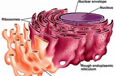 ما هي الشبكة الإندوبلازمية أو الشبكة الهيولية الباطنة أو الشبكة البلازمية الداخلية مصانع البروتين في الخلية عمل البنكرياس الكالسيوم
