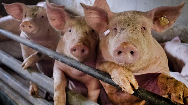 هل تتسبب إنفلونزا الخنازير بجائحة جديدة؟