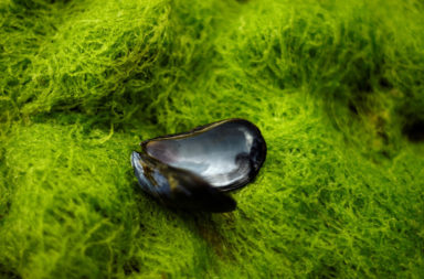 اكتشاف أول نوع طحالب المياه العذبة ثلاثي الجنس - نوع من الطحالب لديه ثلاثة أجناس مختلفة: ذكر، أنثى، وجنس ثالث أسماه الفريق «ثنائي الميول الجنسية»