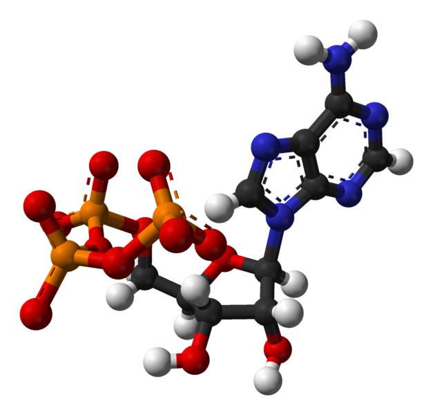 الأدينوسين ثلاثي الفوسفات