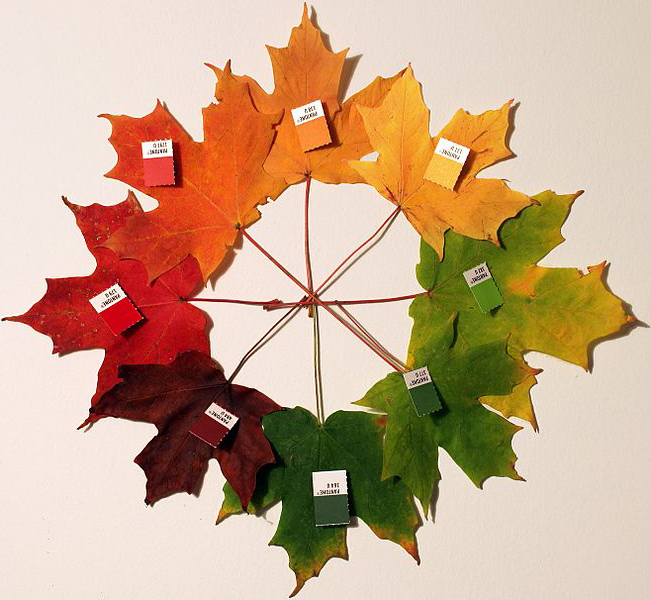 لماذا تتغير ألوان أوراق الشجر في الخريف؟