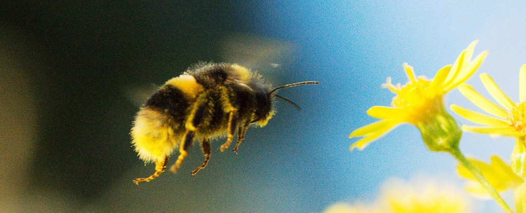 النحل البري يلقح الأزهار ويوفر المليارات - المناطق ذات الزراعة المكثفة - أبحاث النحل الدولية - تربية النحل - النحل البري - دور التلقيح في إنتاج المحاصيل 