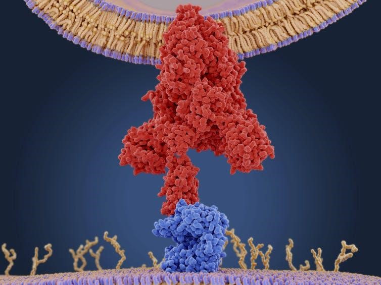 نموذج جزيئي لبروتين فيروس كورونا (أحمر) مرتبط بمستقبل الإنزيم المحول للأنجيوتنسين 2 (أزرق) على خلية بشرية. حالما يدخل الفيروس الخلية، يستخدم آلياتها لصنع نسخ أكثر من نفسه.