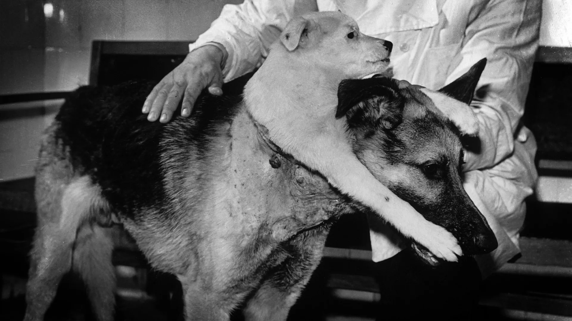 صورة للدكتور فلاديمير ديميخوف، وهو يحمل كلبًا برأسين؛ ناتج عن تجربة أجراها عام 1959. إذ قام الدكتور ديميخوف بزراعة الأطراف العلوية، والرأس من أجسام عدة كلاب في أجسام كلاب أخرى، عاش معظم الكلاب لعدة أيام، لكن واحدًا منها عاش لما يقارب الشهر، قبل أن يبدأ جهازه المناعي برفض الأجسام الغريبة المزروعة فيه. (مصدر الصورة: Bettman/Getty)