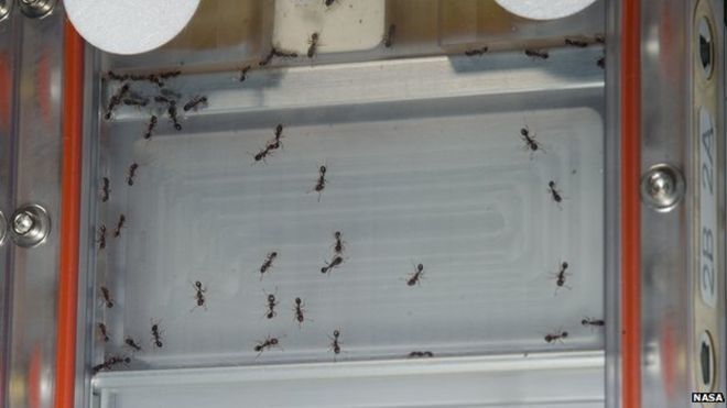 أرسل العلماء النمل إلى الفضاء: هذا ما حدث