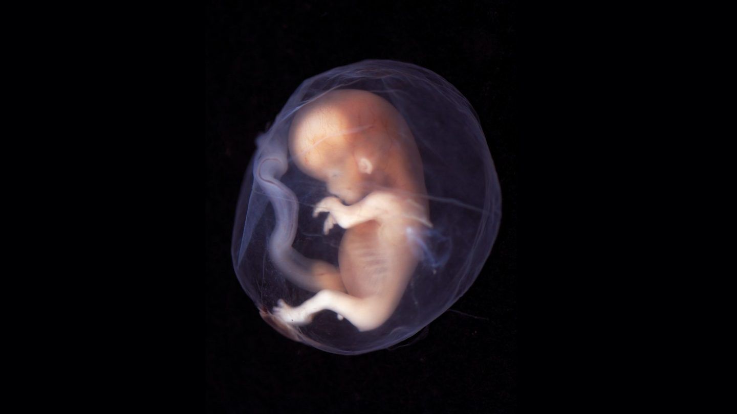 ما هو التخلق الجنيني Embryogenesis؟