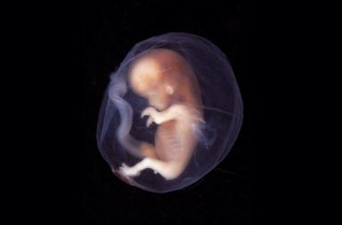 المضغة كيف تتشكل المضغة المرحلة التطورية المبكرة في الكائنات حقيقية النواة تخصيب البويضة المرحلة الجنينية الجنين البيضة الملقحة