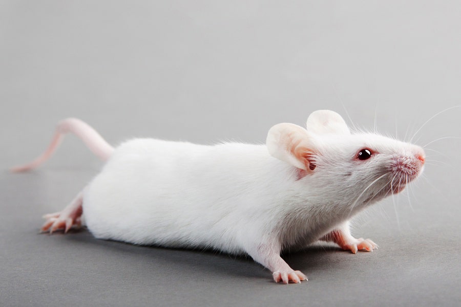 جرعة واحدة تعكس أعراض مشابهة لمرض التوحد في الفئران