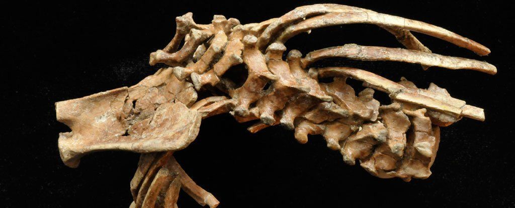 مستحاثة عمرها 3.3 مليون سنة قد تحمل معلومات عن أصل العمود الفقري البشري