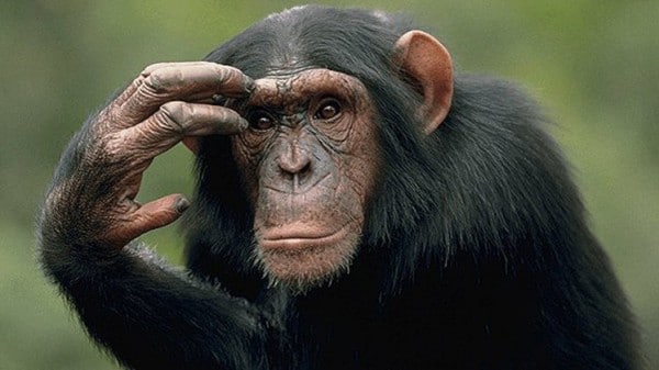 الشمبانزي كالبشر يكافئ المتعاون ويعاقب المستغل