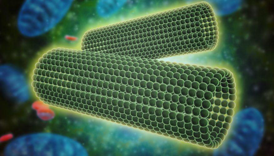 ما هو المريكز The Centriole أنا أصدق العلم