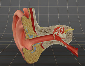 أين توجد عظيمات السمع الثلاث؟ وظيفة عظمة الركاب في الأذن الوسطى - ما هي الحالات المرتبطة بعظمة الركاب؟ مجموعة عظام أساسية للوظيفة السمعية