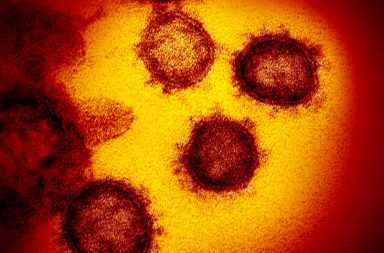 لماذا من الصعب حساب معدل الوفيات لجائحة كوفيد-19 - معدل الوفيات الناتجة عن انتشار فيروس كورونا - عدد الإصابات بفيروس كرونا الجديد