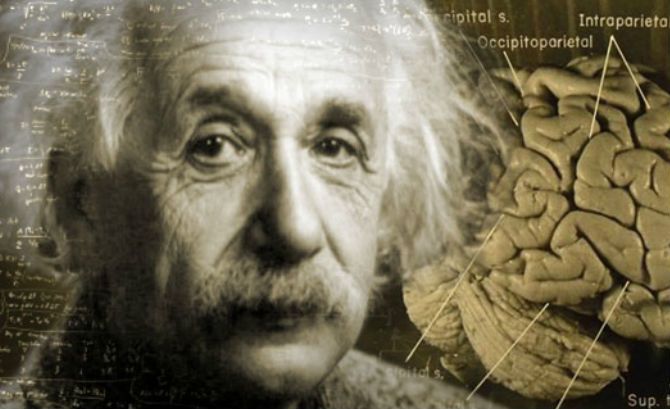 من سرق دماغ أينشتاين؟