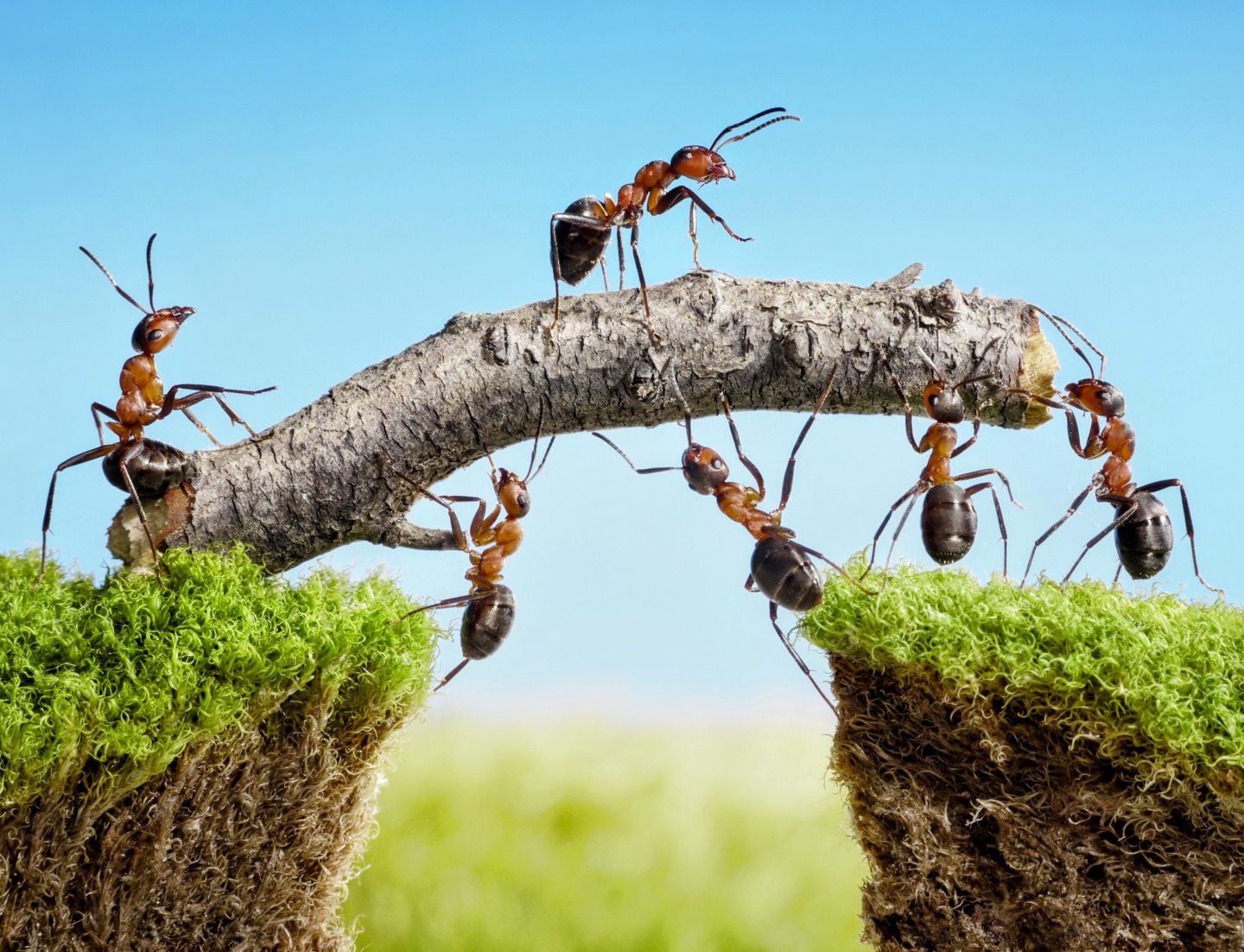 تتصرف مستعمرات النمل مثل الدماغ البشري عند اتخاذ القرارات!