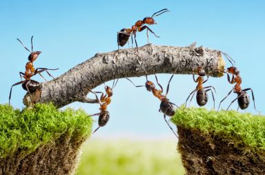 توصلت دراسة حديثة من جامعة روكفلر إلى أن النمل يربط بين المعلومات الحسية التي يتلقاها مع مقاييس المستعمرة في اتخاذ القرارات من أجل الوصول إلى استجابة جماعية