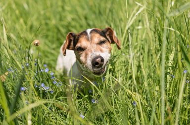 تشير الدلائل إلى أن معظم الكلاب تكون بصحة جيدة قبل تناولها العشب. أو على الأقل تبدو على ما يرام. لماذا تتناول الكلاب العشب؟