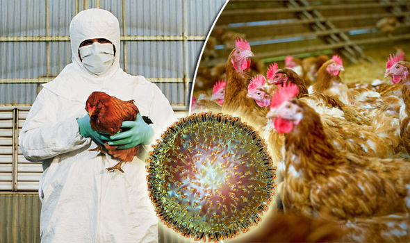 إنفلونزا الطيور: كل ما عليك معرفته عنها - الإنفلونزا الطيرية: الأعراض والتشخيص وسبل الوقاية والعلاج - أعراض الإصابة بإنفلونزا الطيور