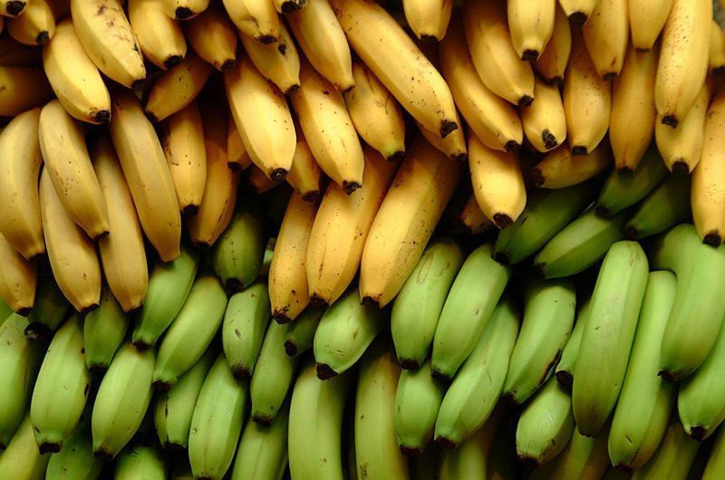 يختلف الموز الناضج وغير الناضج بالفوائد الصحية، فأيهما سوف تختار؟