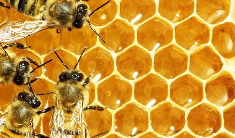لماذا يبني النحل خلاياه بشكل سداسي؟