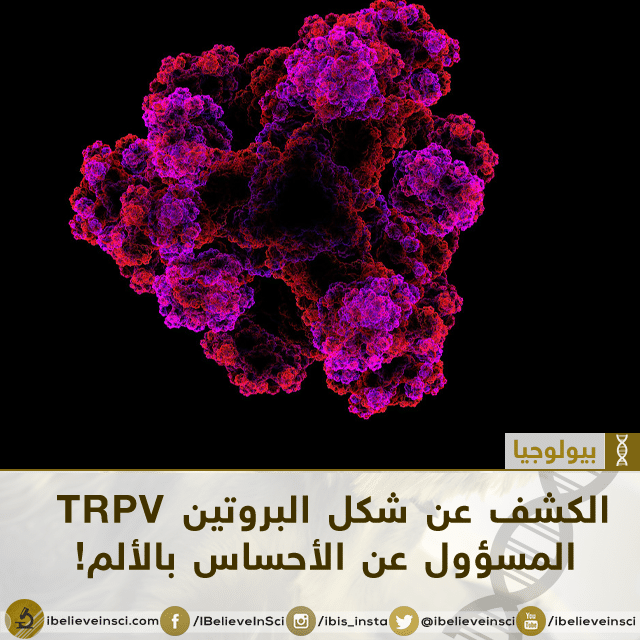 الكشف عن شكل البروتين الألم - TRPV