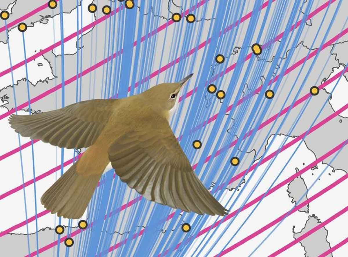 ما هي الوسيلة التي تستخدمها الطيور المهاجرة في اتباع مسارات الطيران؟ كيف تستخدم الطيور إشارات من المجال المغناطيسي للأرض لتحديد مواقع تكاثرها بدقة؟