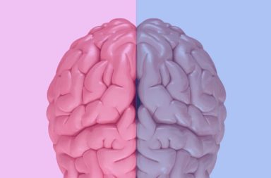 لا وجود لاختلافات وظيفية بين أدمغة الذكور والإناث - كيف يختلف دماغ الأنثى عن دماع الذكر - اختلافات ثابتة قابلة للملاحظة بين أدمغة النساء والرجال