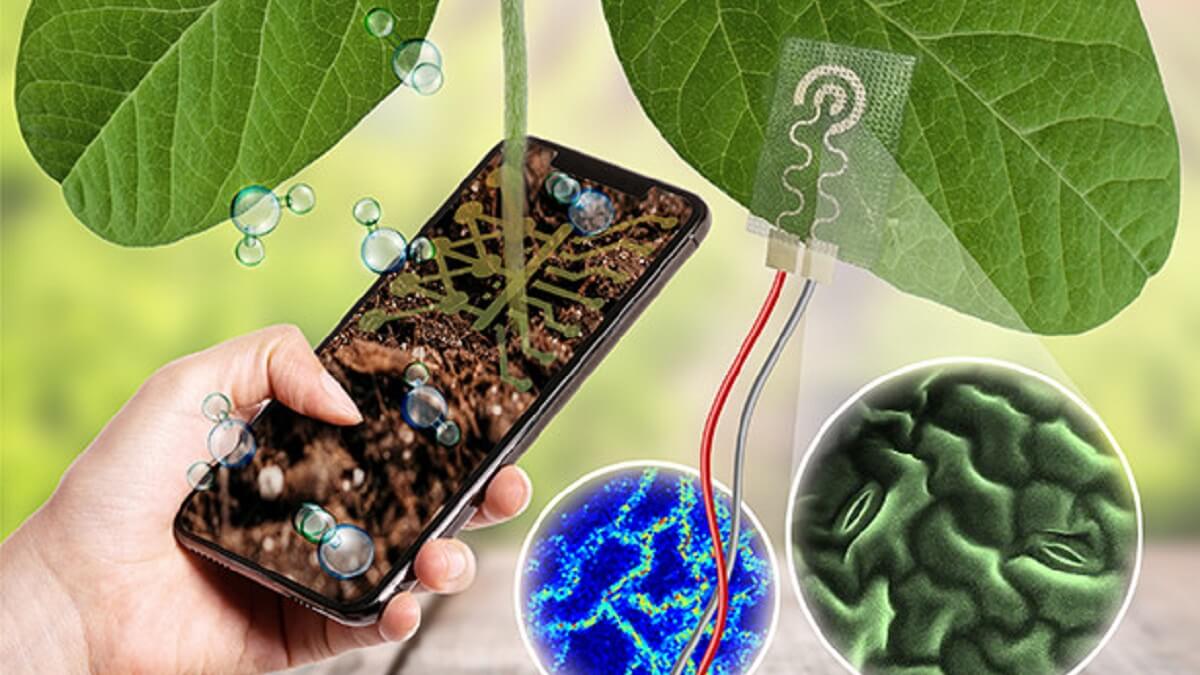 تقنية جديدة تساعدنا على معرفة أوقات عطش النباتات