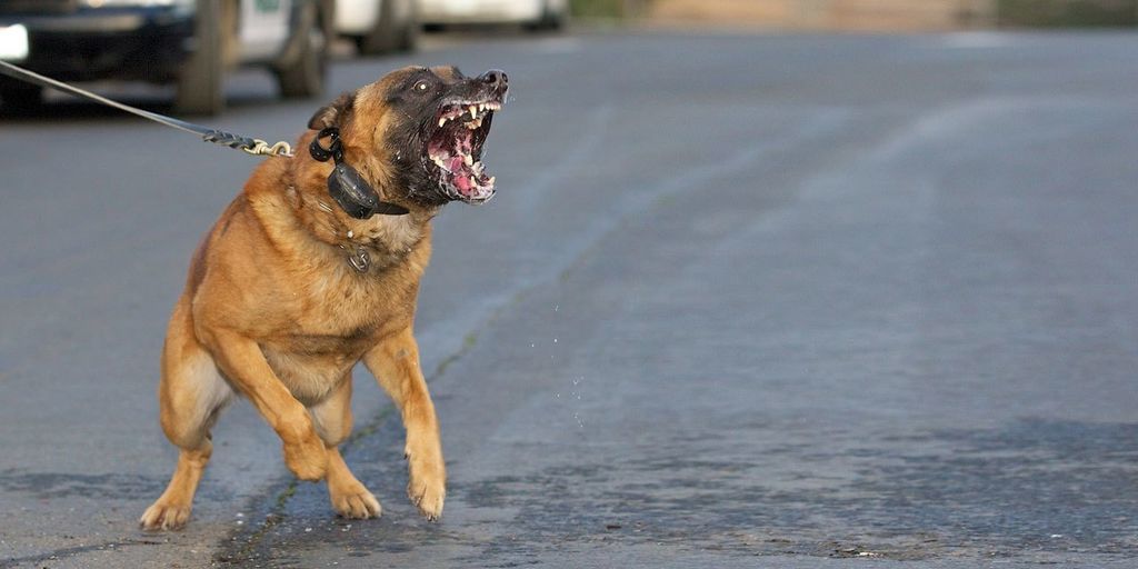 إذا واجهت كلبًا فكيف تتفادى هجومه عليك؟