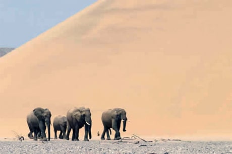 فيلة الصحراء تنقل المعرفة للأجيال اللاحقة من أجل البقاء