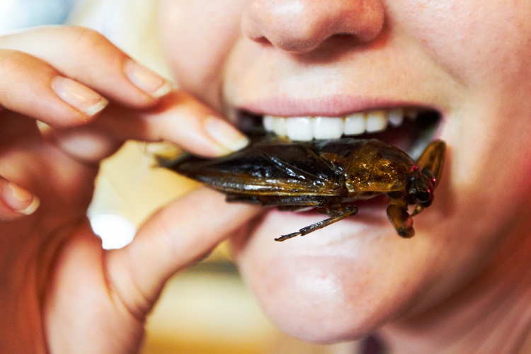 تناول الحشرات قد يؤدي إلى فوائد لعملية التمثيل الغذائي