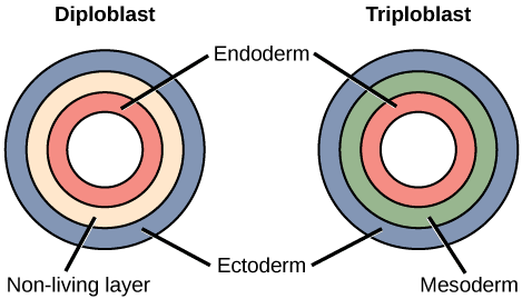 ما هو الأديم الباطن Endoderm؟