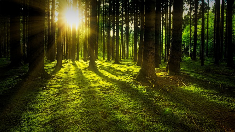 التغيرات البيئية العالمية تؤدي إلى غابات أقصر عمرًا وطولًا
