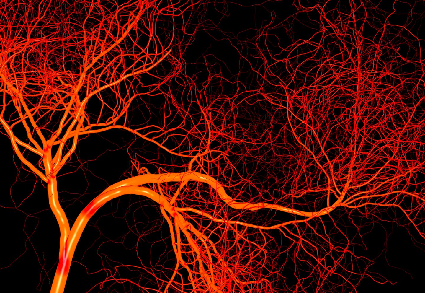 كيف تنشأ الأوعية الدموية بمواصفات مختلفة لتغذية أعضاء متعددة؟