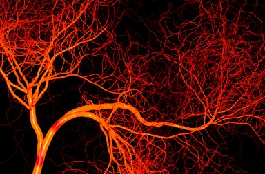 ما هو السبب الدقيق وراء الفروق الكبيرة في بنية الأوعية الدموية؟ كيف تختلف مواصفات الأوعية الدموية باختلاف الأعضاء التي تصل الدم إليها؟