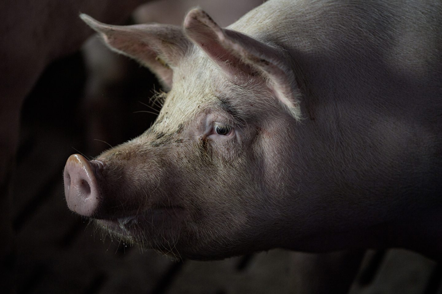اكتشاف سلالة جديدة من فيروس إنفلونزا الخنازير قد تسبب جائحة في الصين
