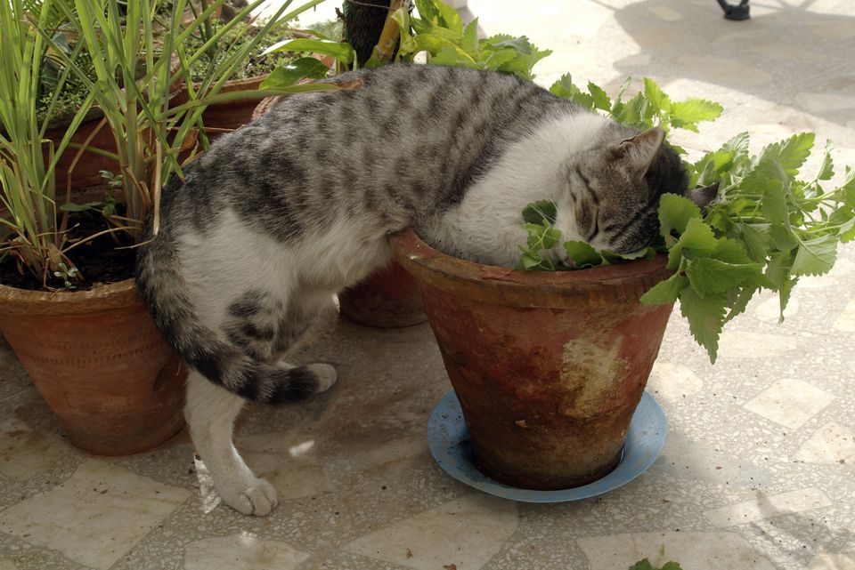 الكاتنيب: ما هو حشيش القطط وهل يؤثر على البشر - عشبة تنتمي إلى عائلة النعناع النباتية نفسها - المخدرات الاستجمامية - مخدرات القطط
