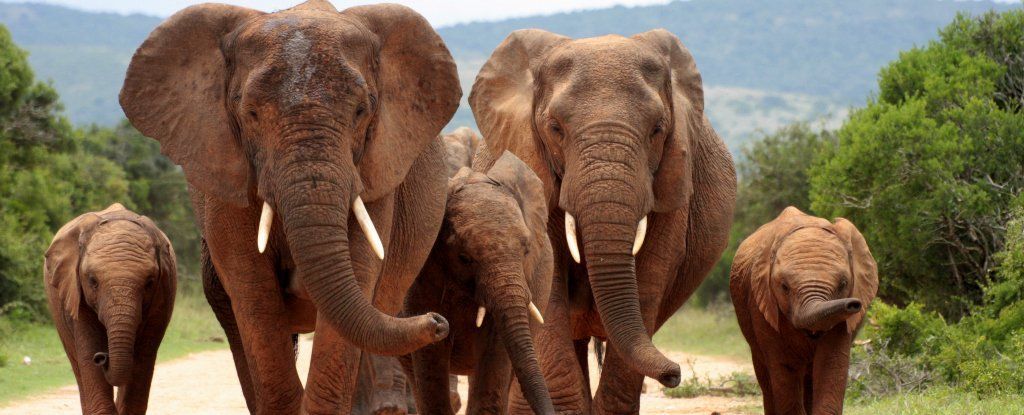 الصيد غير المشروع يتسبب في تطور فيلة بدون أنياب
